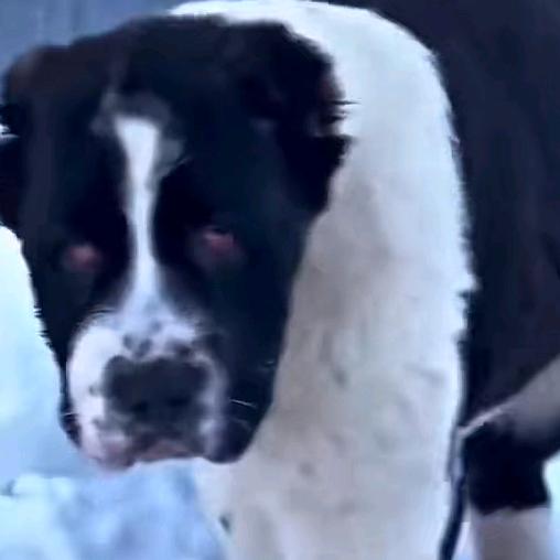 南阳市俄罗斯中亚牧羊犬