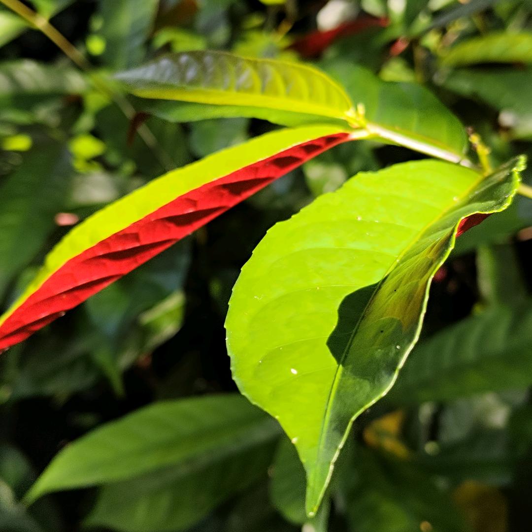 Lily莉