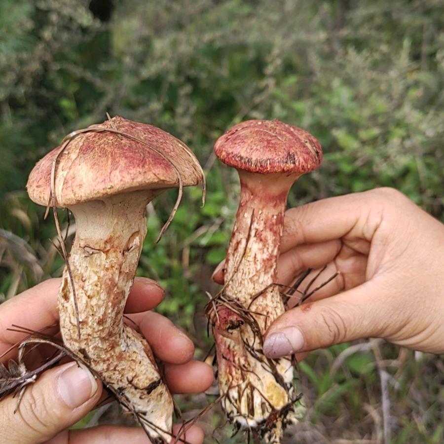 老式手工鸡蛋卷