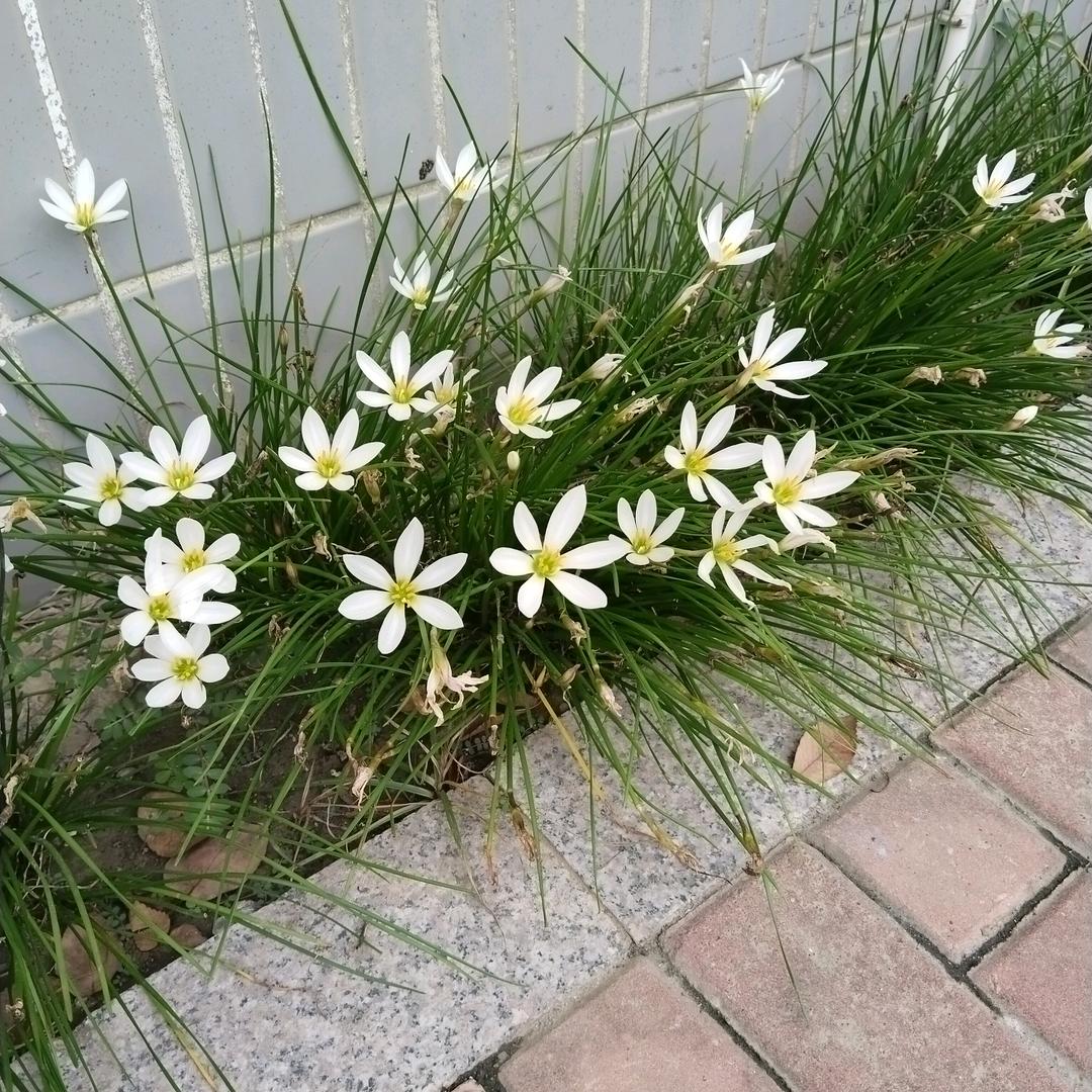艳