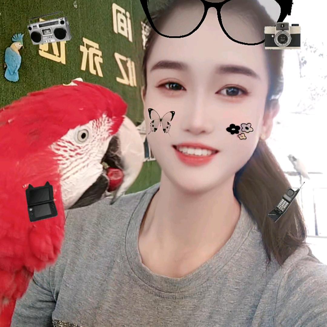 鹦鹉的姐姐(莉莉)