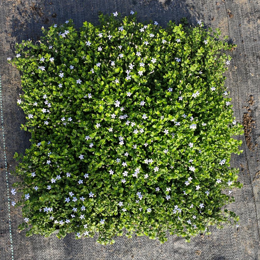 新西兰半边莲方盆