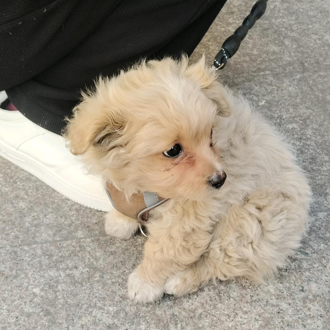 ᑋᵉᑊᑊᵒ°ᵕ° Kitty