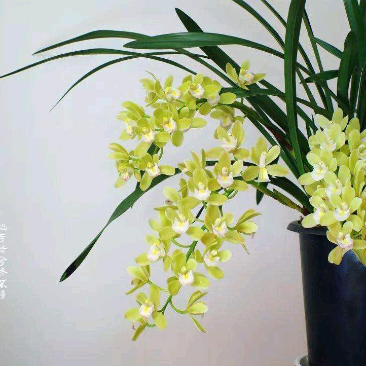 清泉