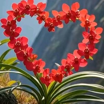 hibiscus钱程似锦