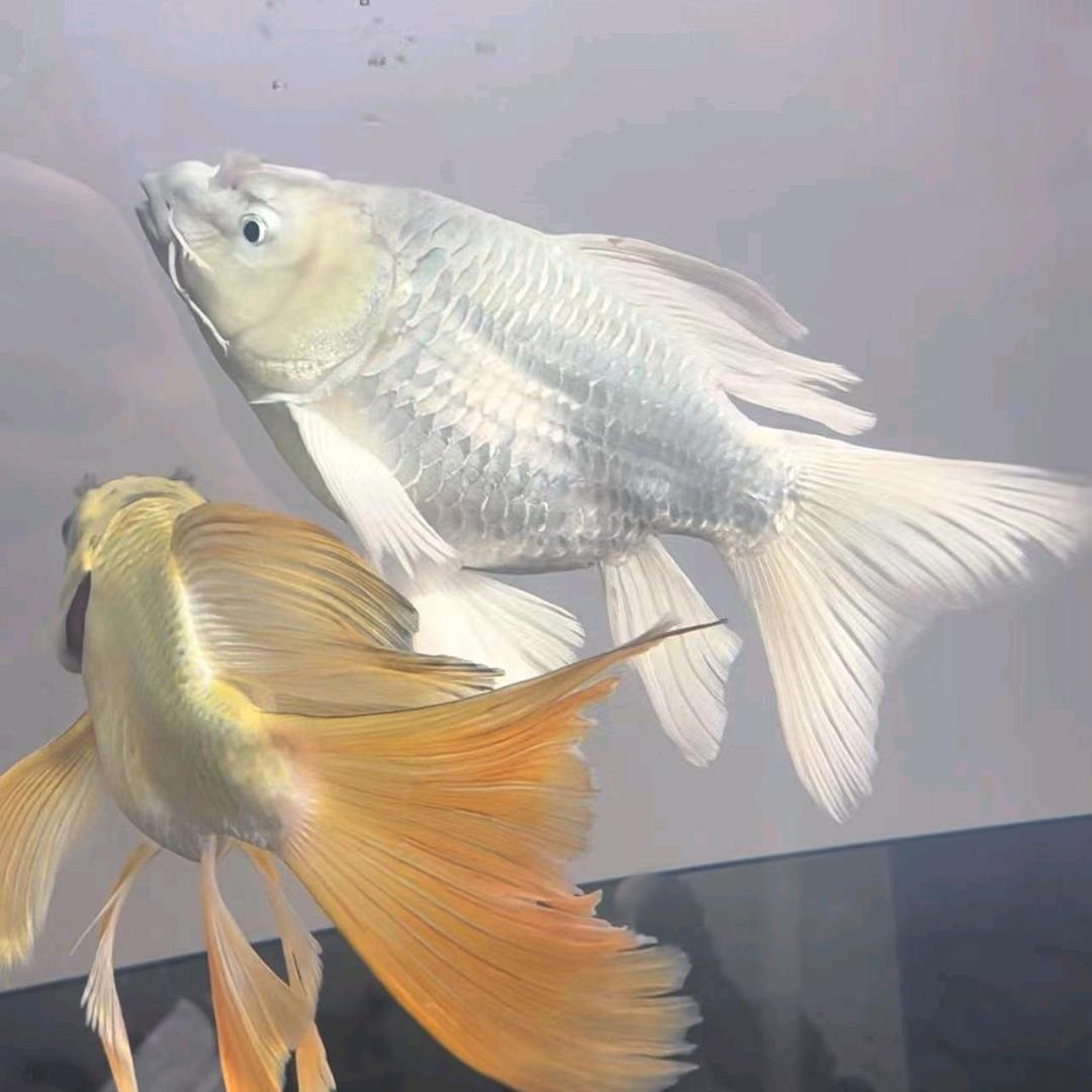 真庭环保水族馆泰和科技