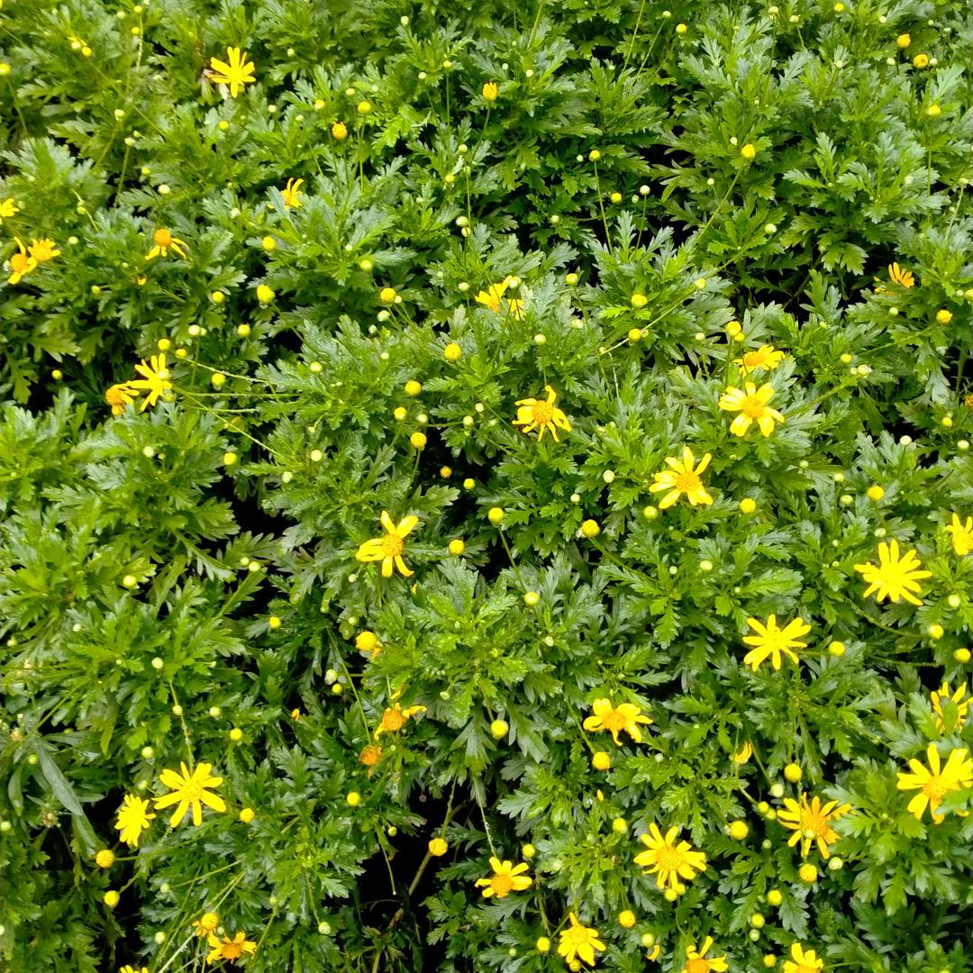 顺其自然🌺🌺