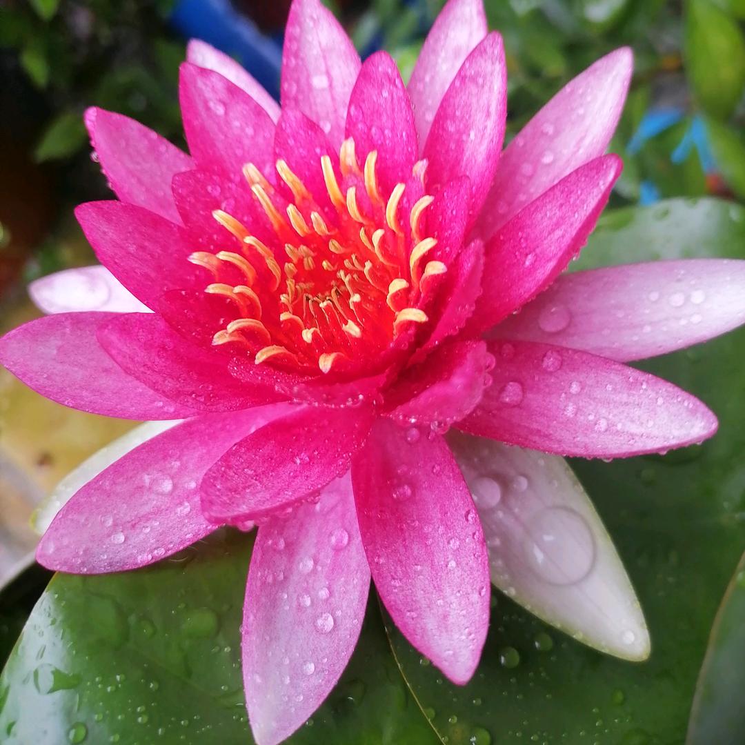 沁兰