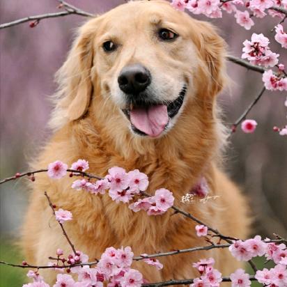 “嘎砸”兄爱歌舞