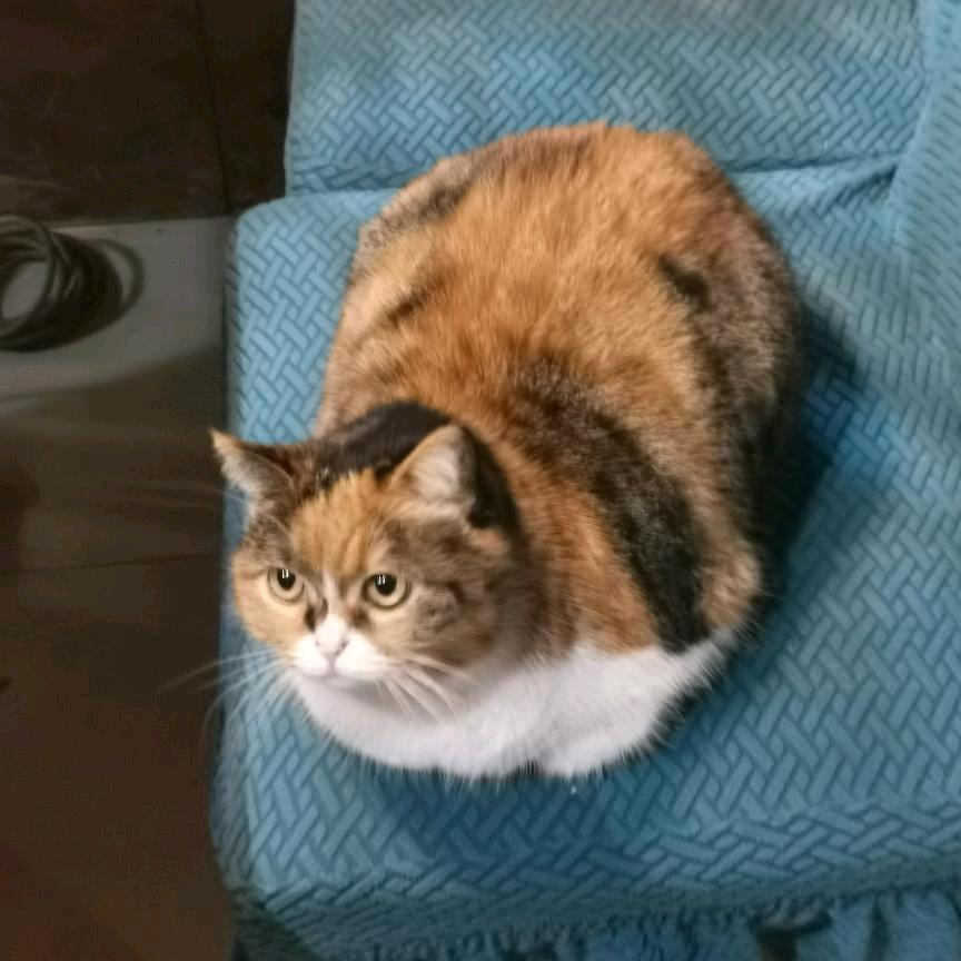 常州升学规划褚老师