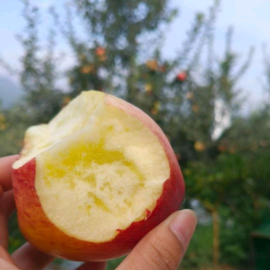 昭通红露冰糖心丑苹果