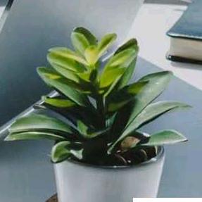 蔷薇花不开