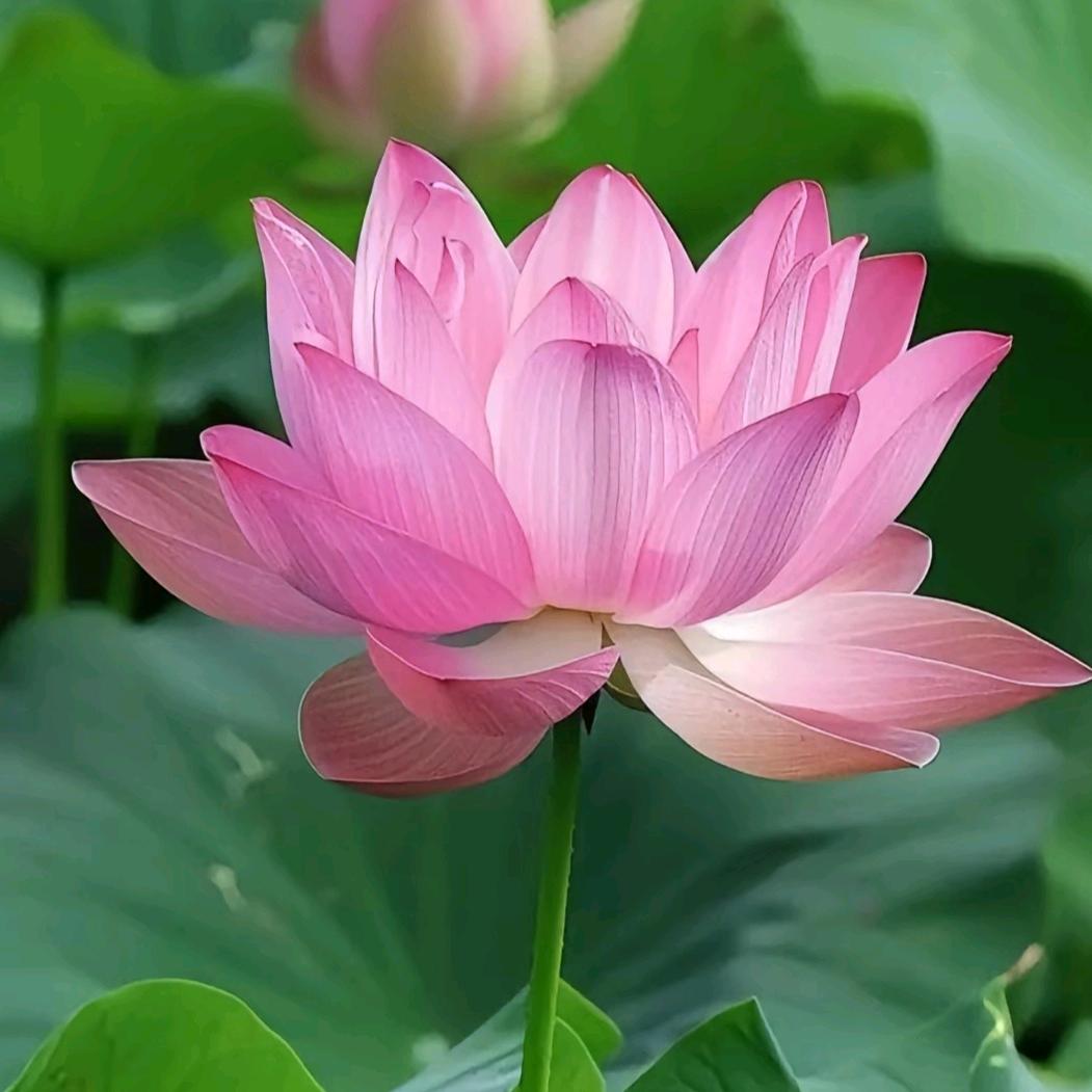 薇비