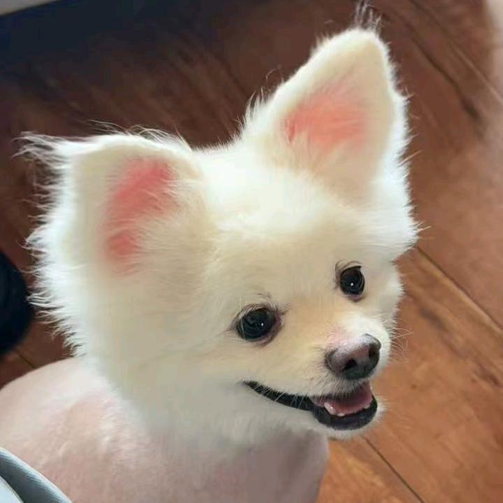可爱豆