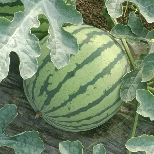 道北小林西瓜
