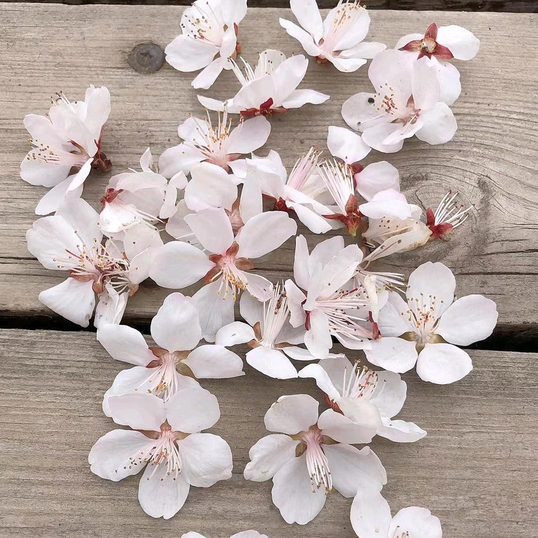 (⑉°з°)-♡叶子