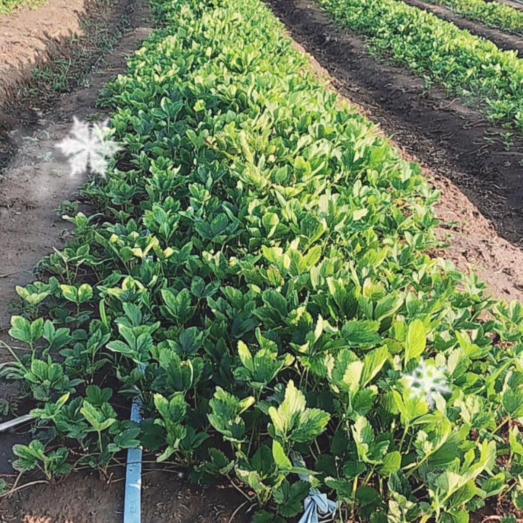 颜徐二村，黄方