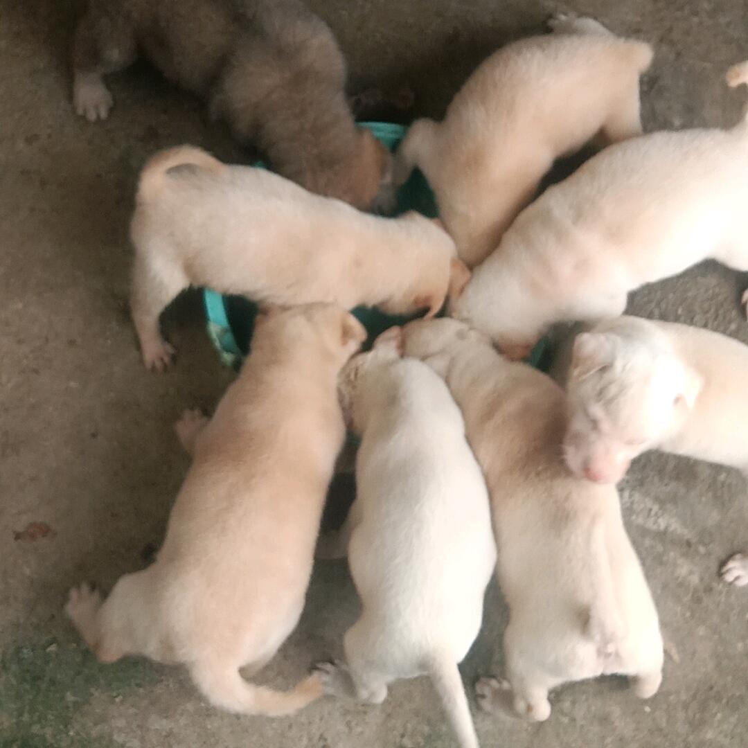 揭阳土狗喜欢的私