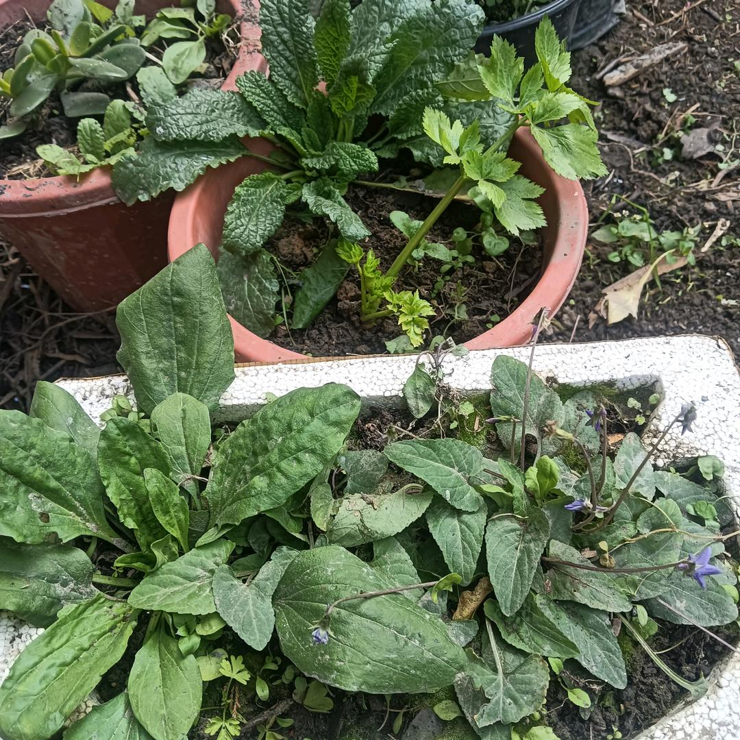 田间地头无杂草，知道它的用法全是宝