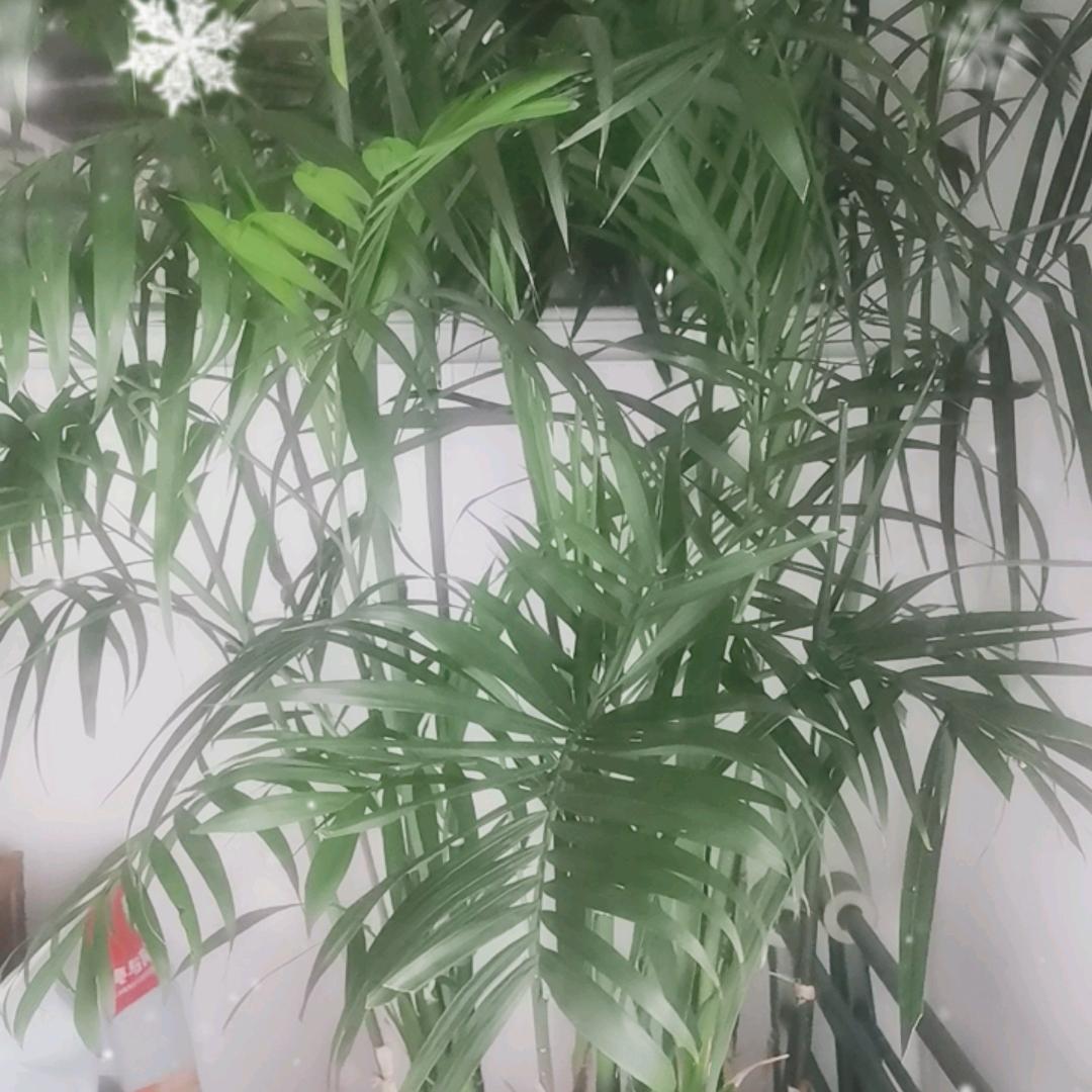 久久头像