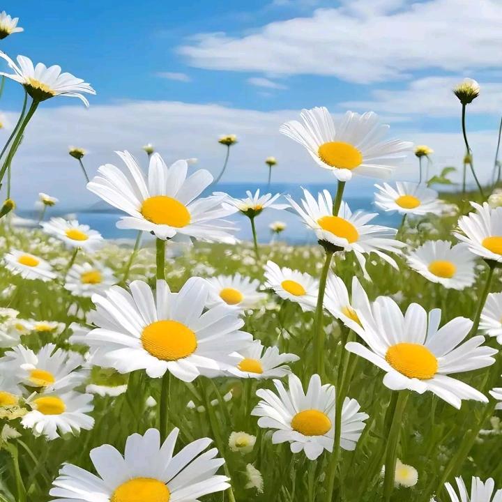 辉煌！🌾