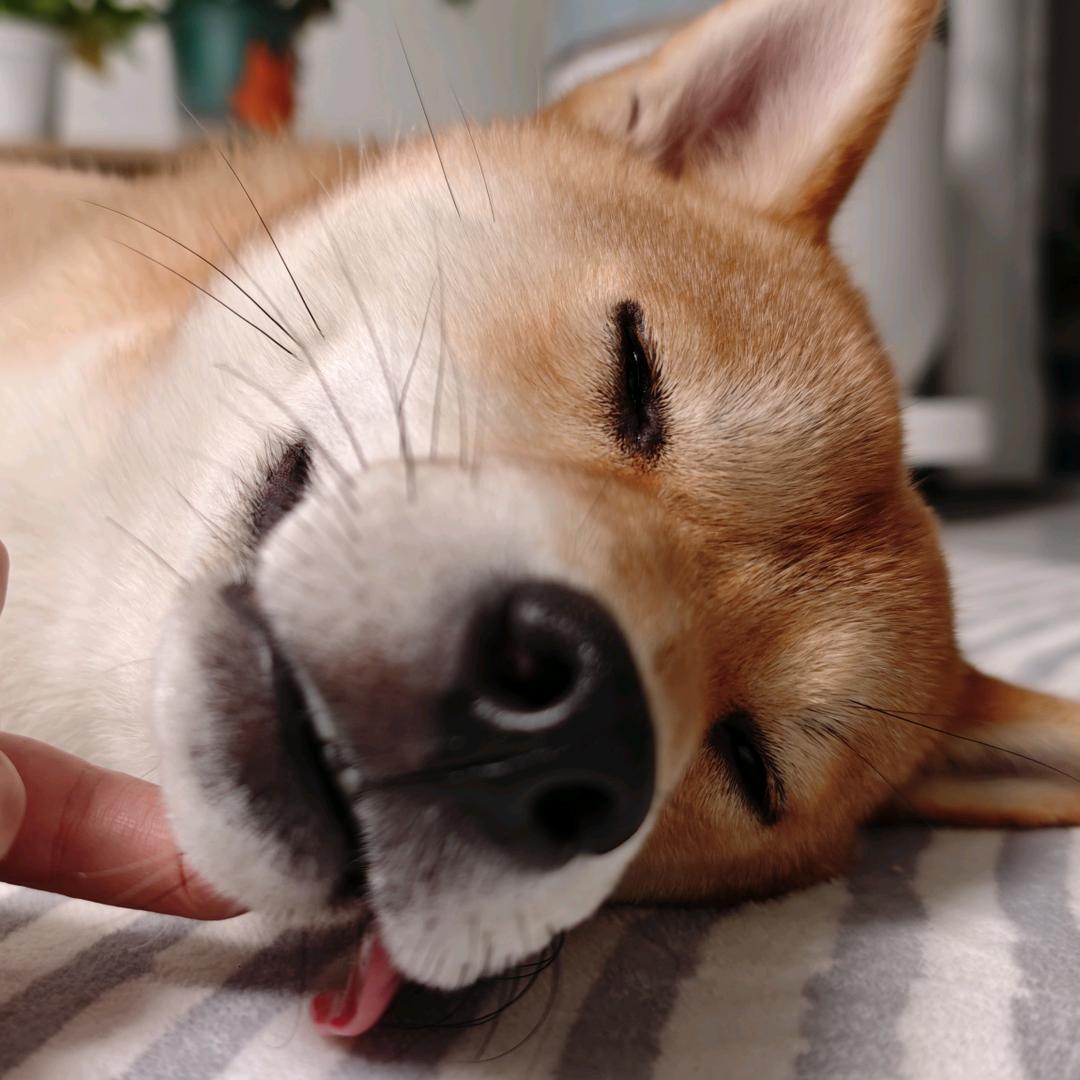 很肉阿