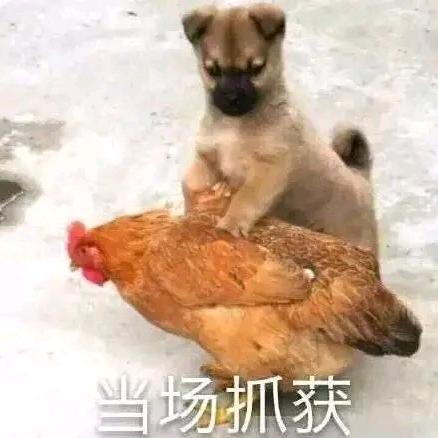 反方向的猪