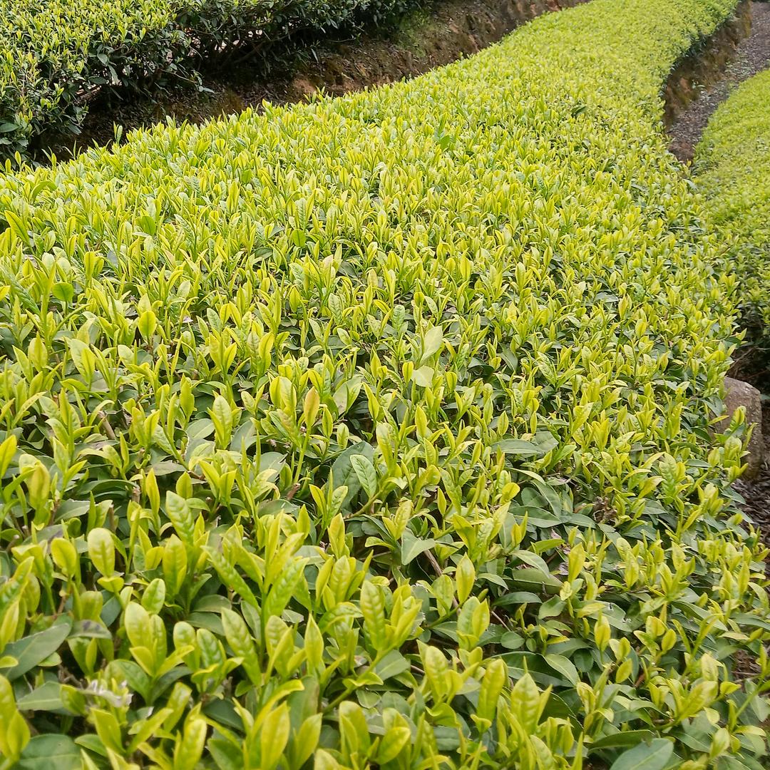 茹意