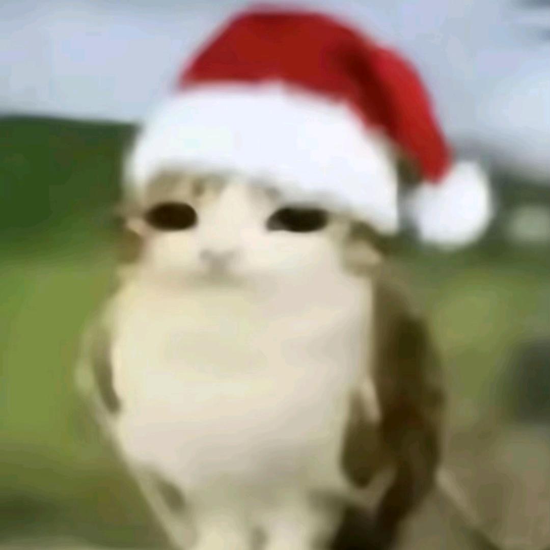 cat d w