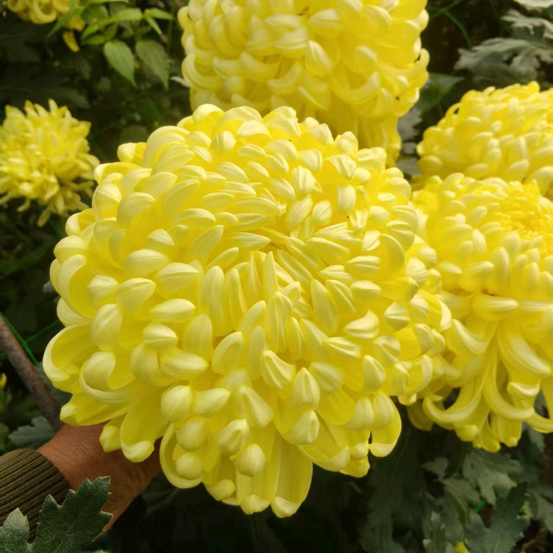 昆明云景小菊基地直销