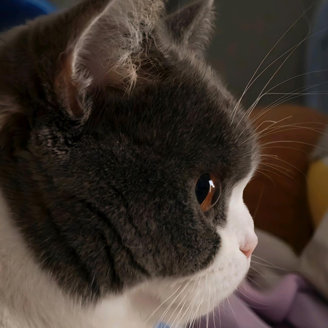 哆啦A宝（麻辣烫野摊版）