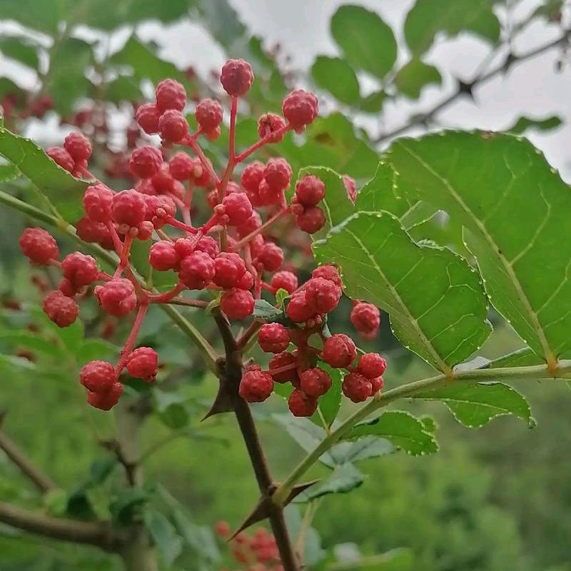 花椒辣椒面批发零售