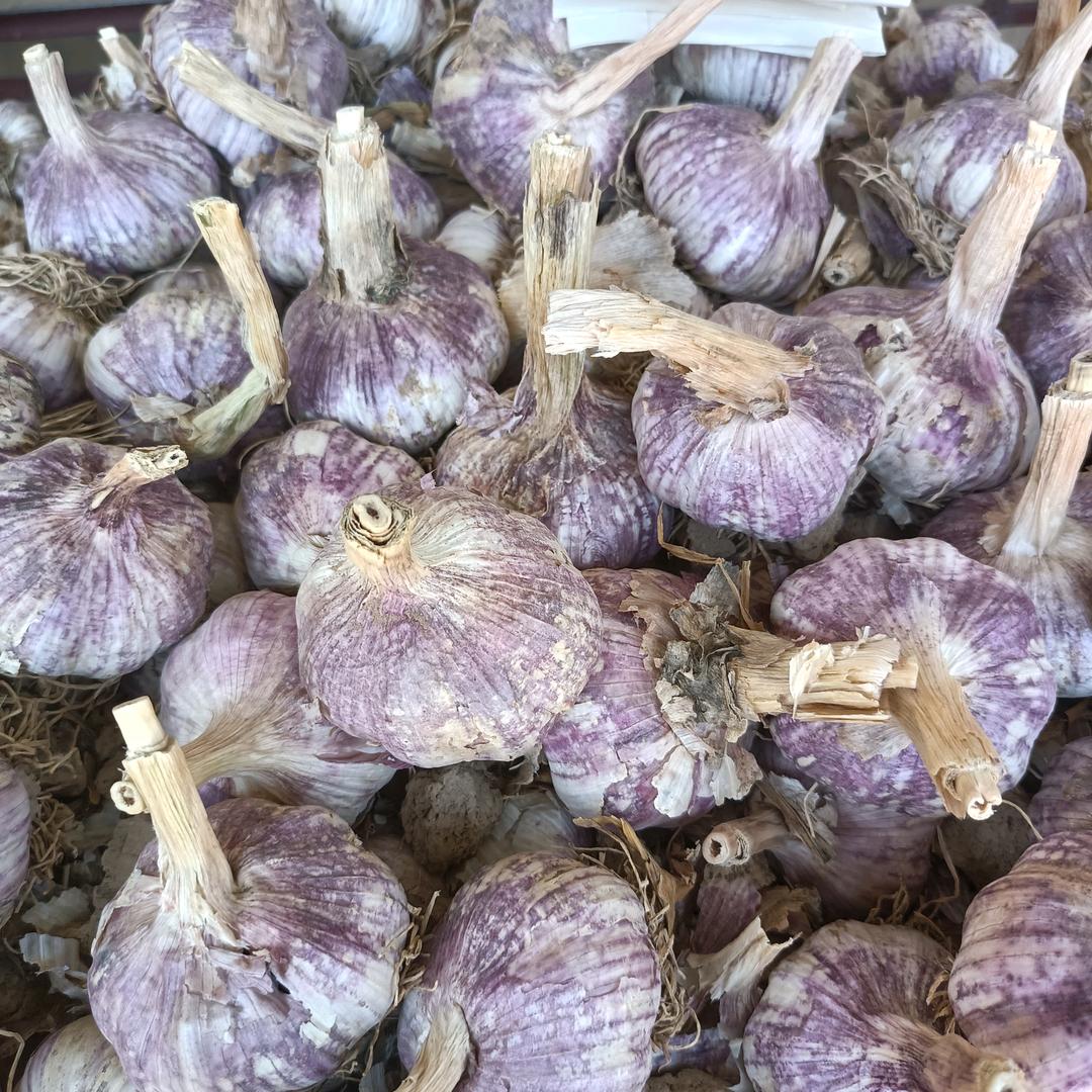 金乡县太空蒜种加关注私信