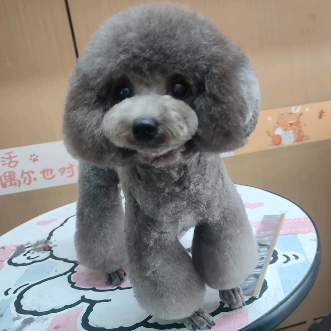 忻安宠物生活馆（海口紫园店，可上门接送）