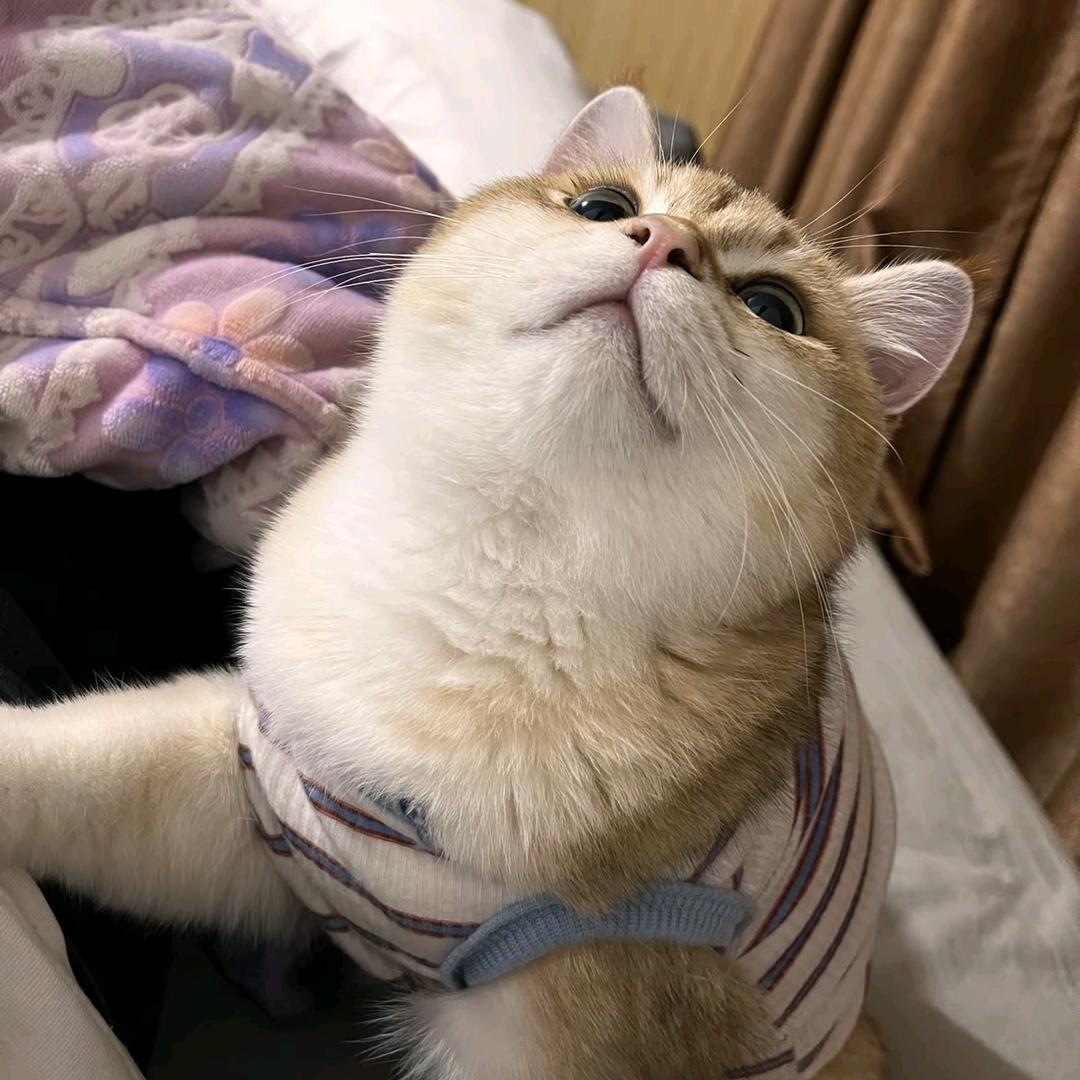 小吴