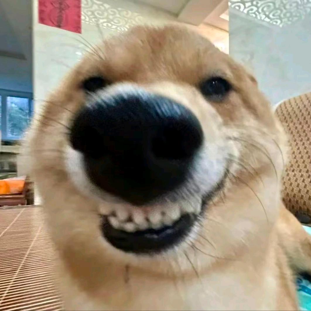 黄河黄