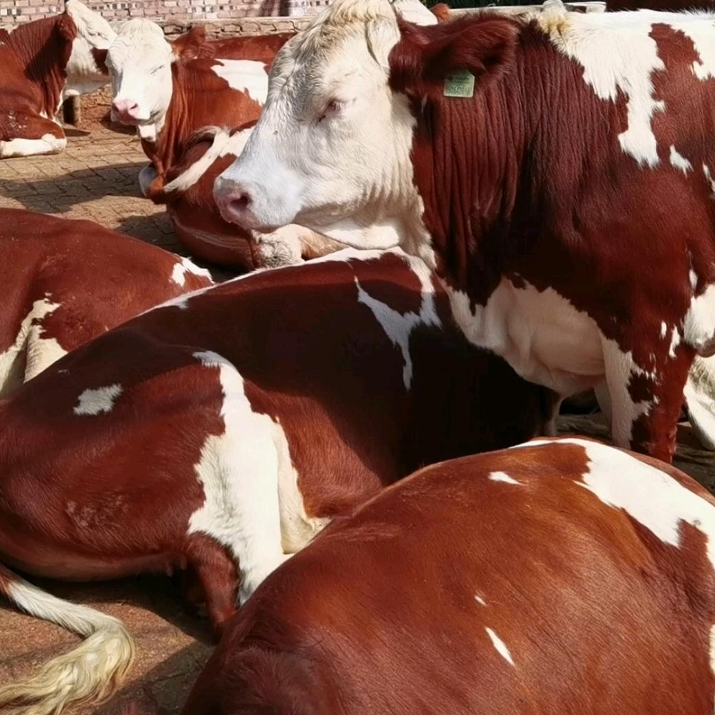 内蒙牛经纪人鸿飞
