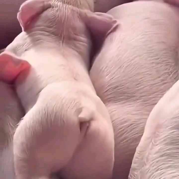 舒瑶商贸行二级猪苗