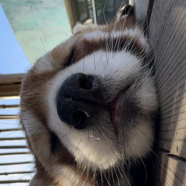 龙承运营小福