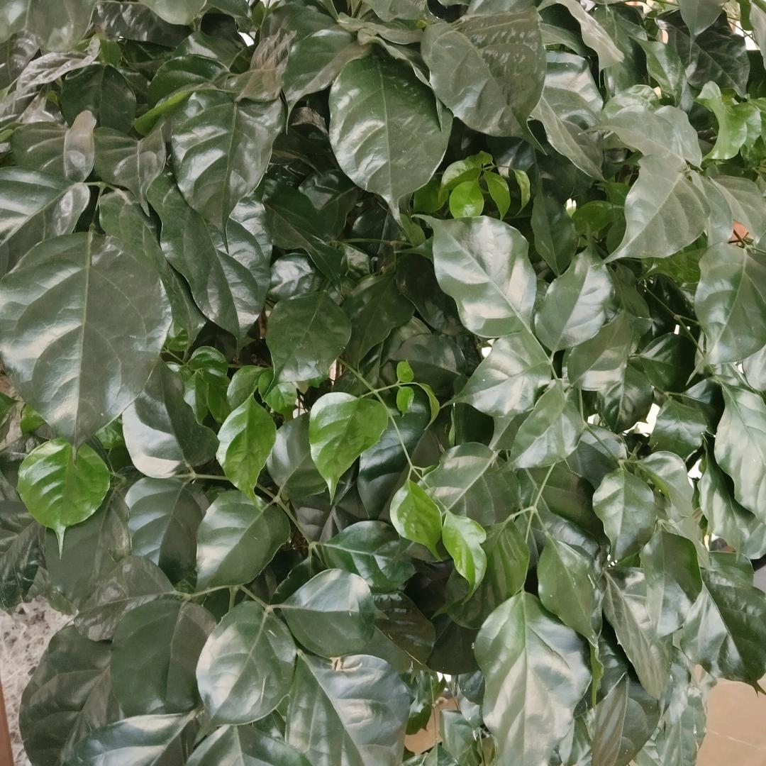 进来听戏😊😊😊