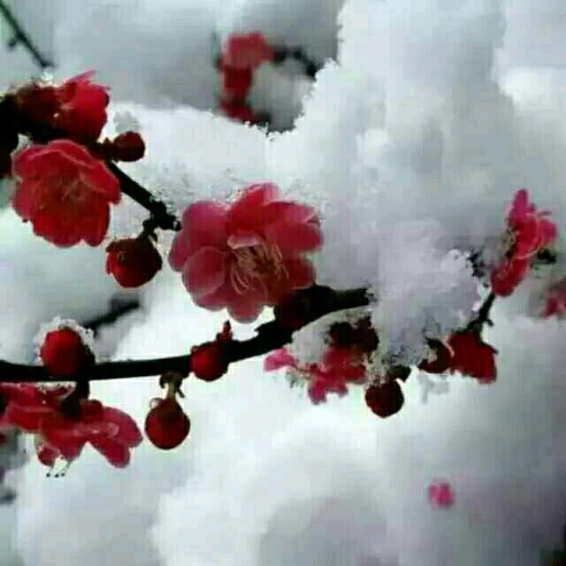 成礼乐队厨师一条龙服务