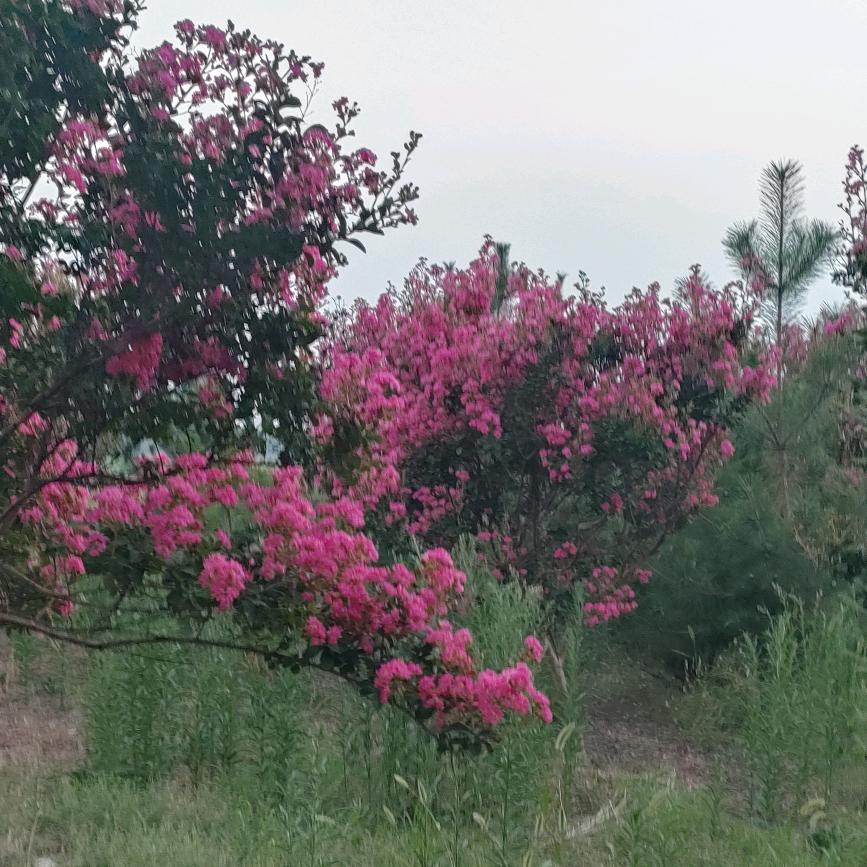 珊火火