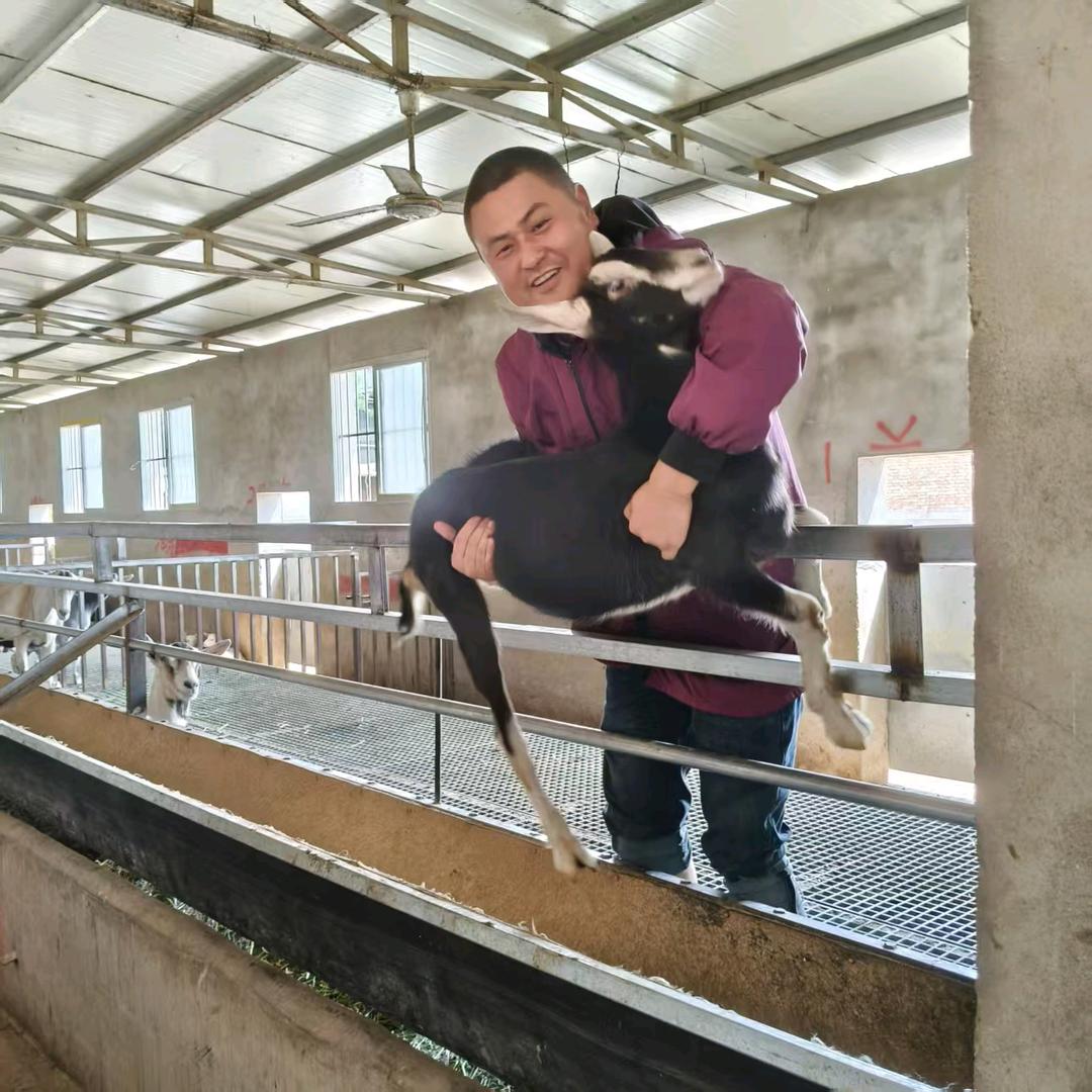 富平县奶山羊冯涛