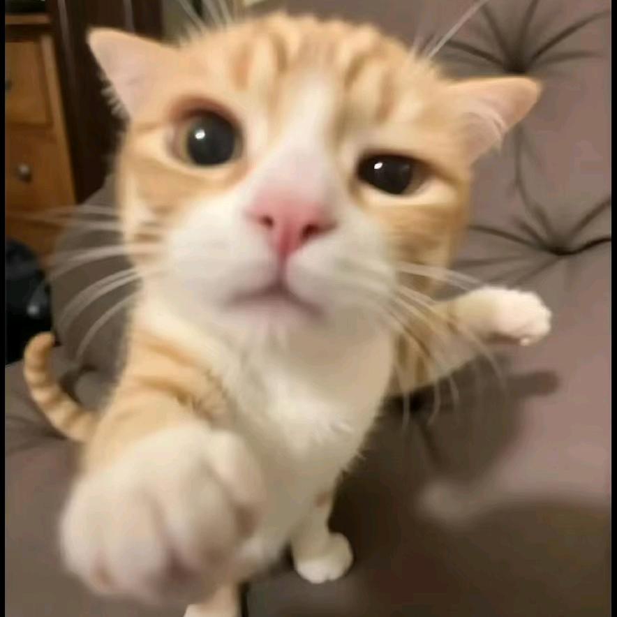 素食主义被植物人围殴被迫狂炫五斤大猪肘
