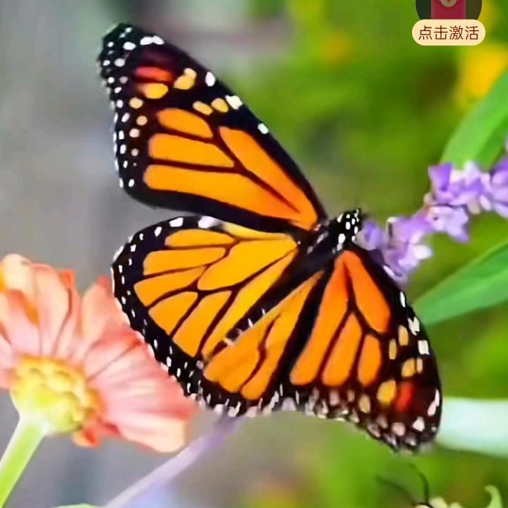 姬中校