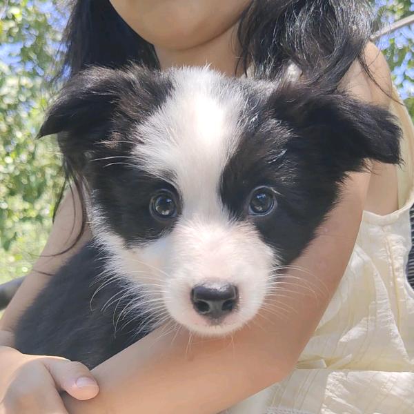 捡不完的狗屎(武汉来福训犬)