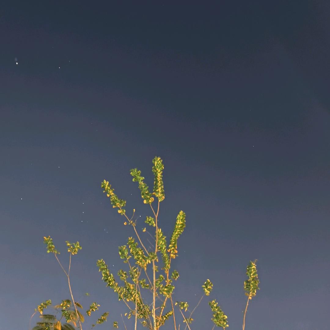 青菜