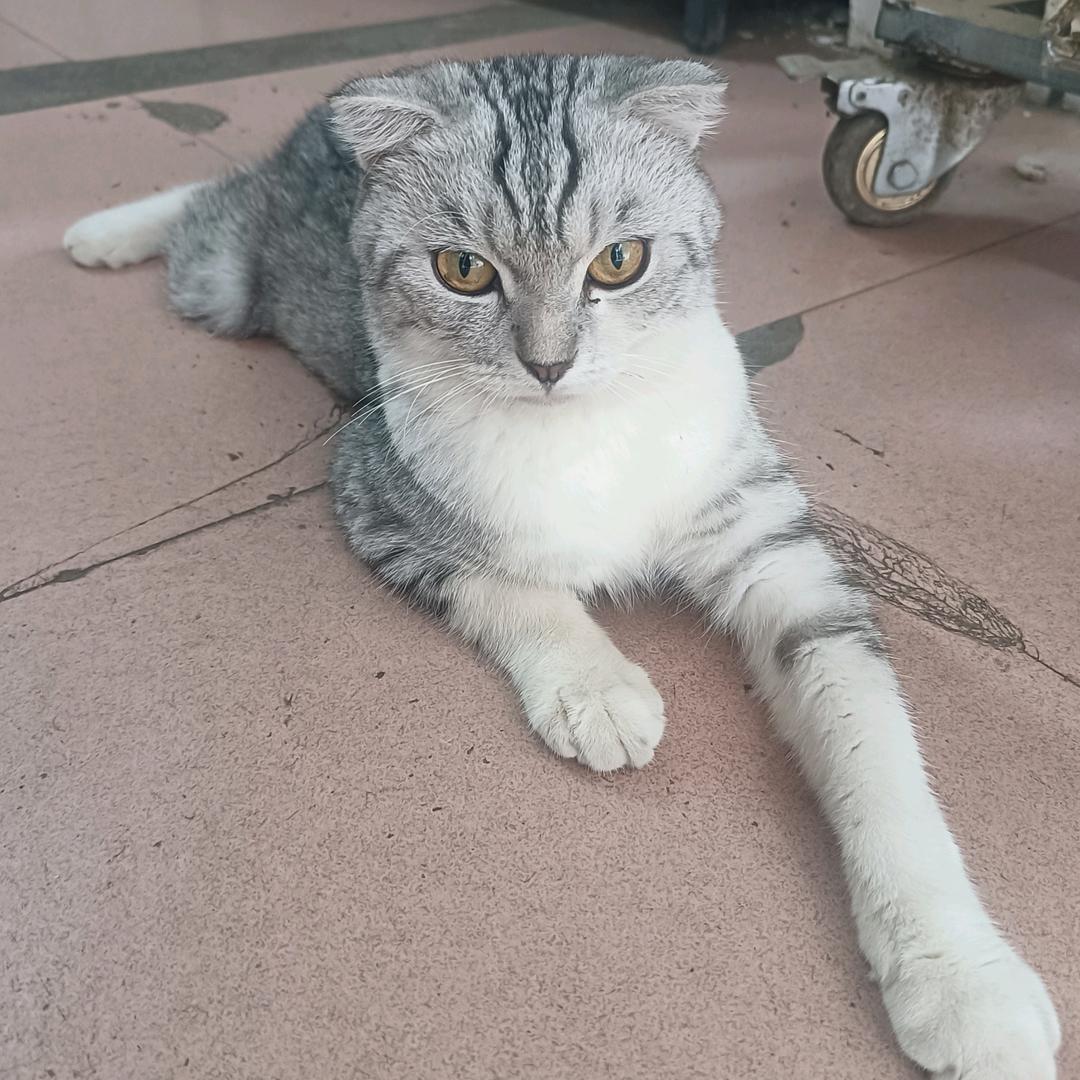 猫到底是只猫
