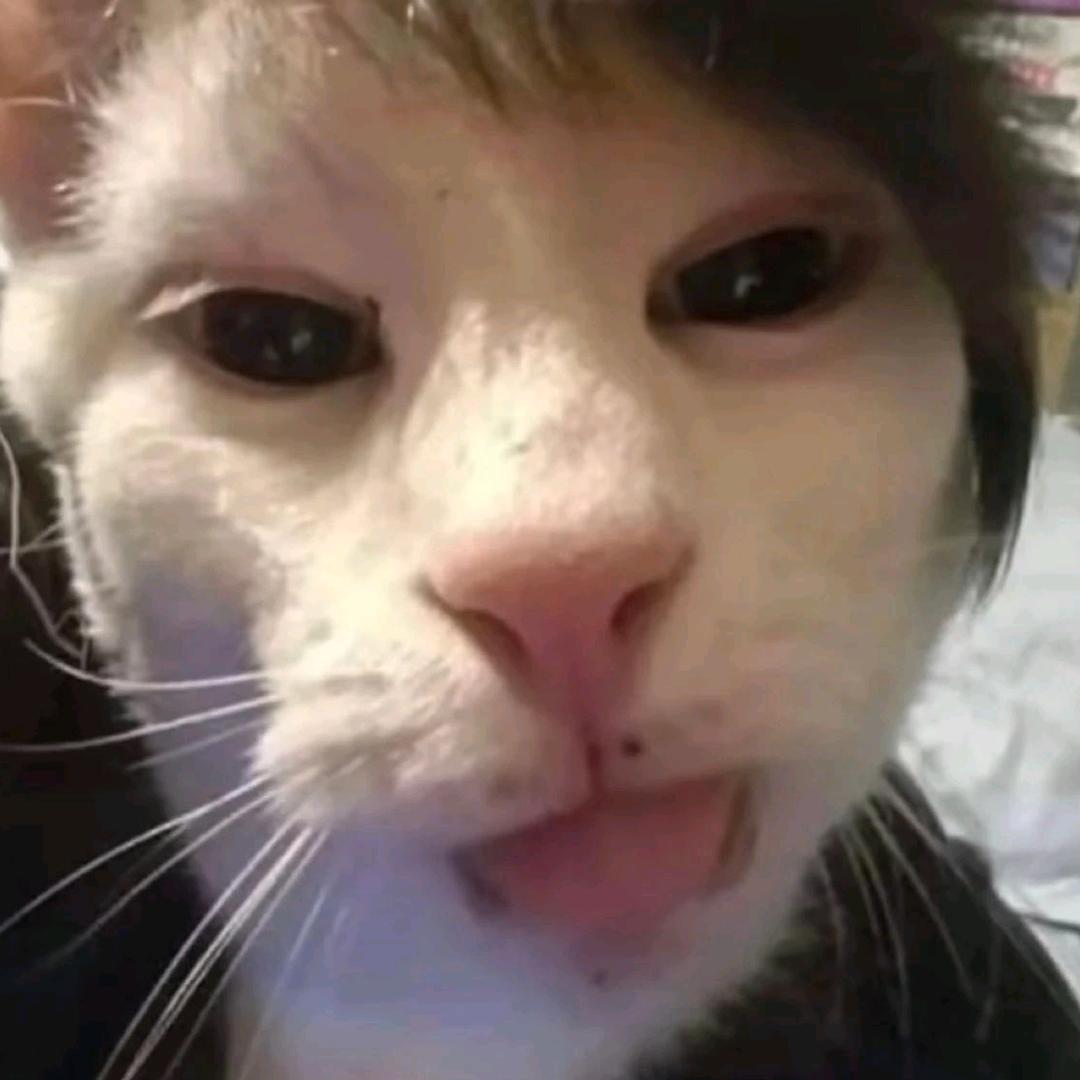 吉吉茂