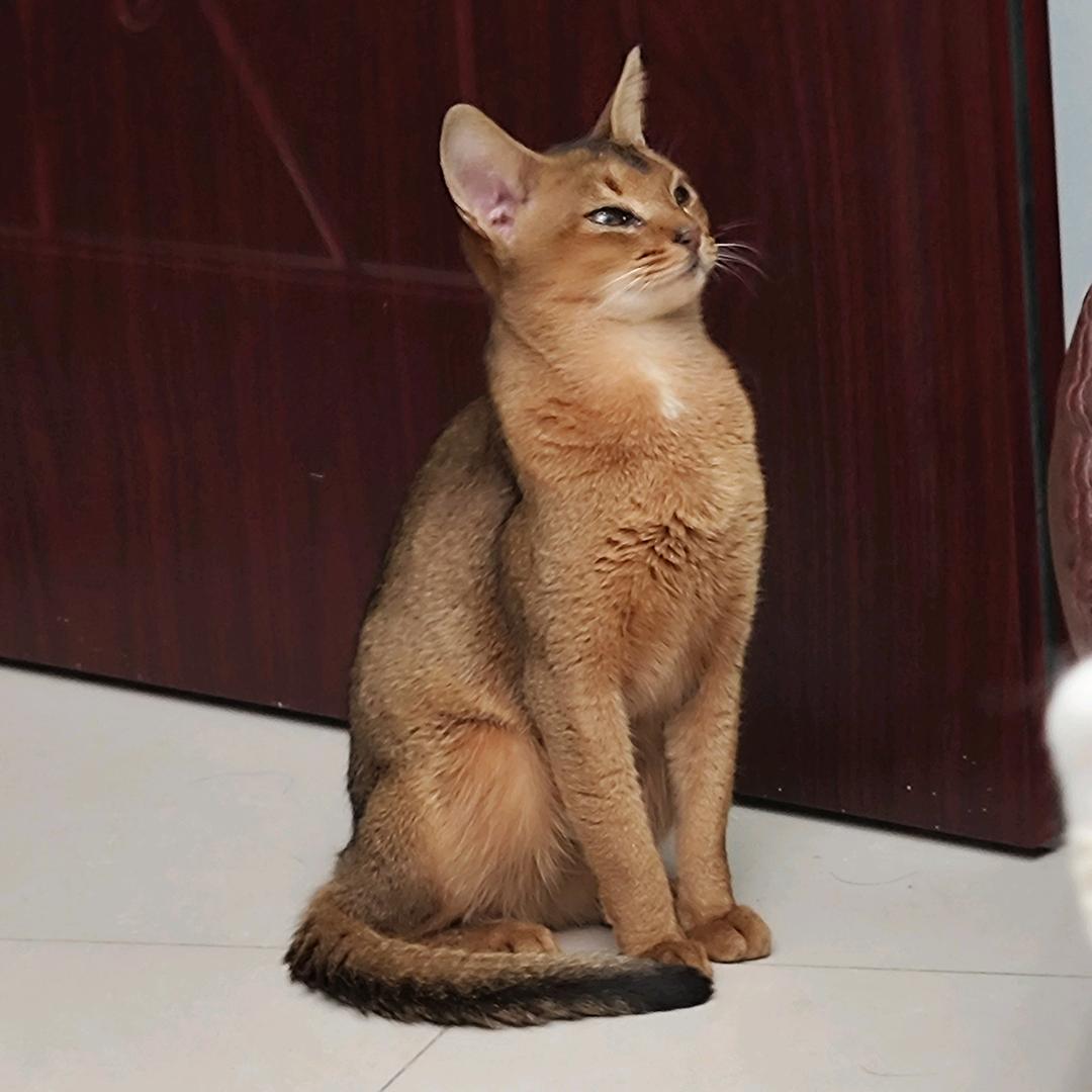 皮卡丘